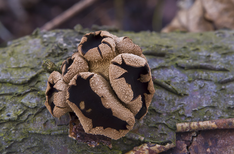 Encoelia furfuracea